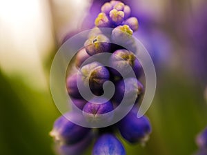 Blue Grape hyacinth flower in full bloom