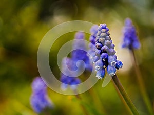 Blue Grape hyacinth flower in full bloom