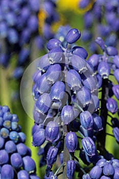 Blue grape hyacinth flowers