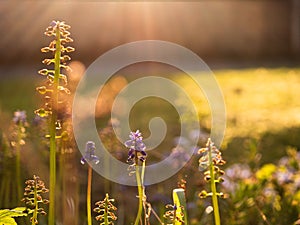 Blue Grape hyacinth flowers backlit in summer sunshine