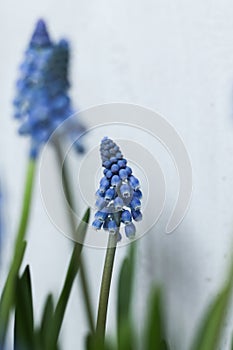 blue Grape hyacinth flowers with green stems