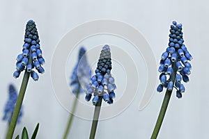 blue Grape hyacinth flowers with green stems