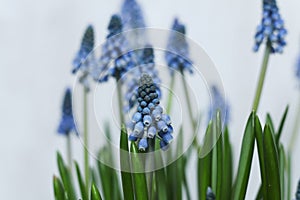 blue Grape hyacinth flowers with green stems