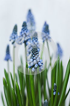 blue Grape hyacinth flowers with green stems