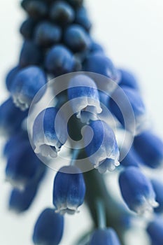 blue Grape hyacinth flowers with green stems