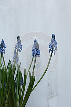 blue Grape hyacinth flowers with green stems