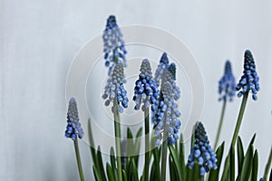 blue Grape hyacinth flowers with green stems
