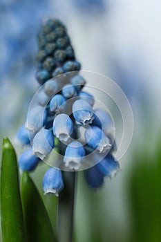 blue Grape hyacinth flowers with green stems