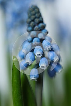 blue Grape hyacinth flowers with green stems