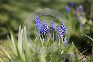 Blue grape hyacinth flowers, Muscari armeniacum, blooming in the spring sunshine, close-up view
