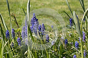 Blue grape hyacinth flowers, Muscari armeniacum, blooming in springtime