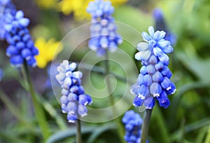 Blue Grape hyacinth flowers.Muscari armeniacum in the garden.Spring floral background with copy space.