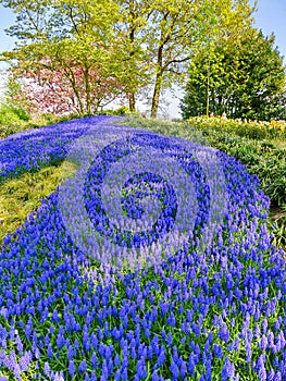 Blue Grape Hyacinth flowers in spring garden