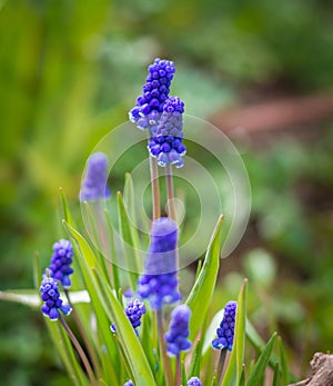 Blue Grape Hyacinth Muscari armeniacum flower in bloom