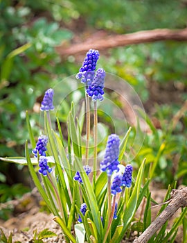 Blue Grape Hyacinth Muscari armeniacum flower in bloom