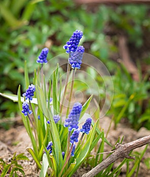 Blue Grape Hyacinth Muscari armeniacum flower in bloom