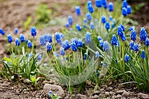 Blue Grape Hyacinth Muscari armeniacum flower in bloom spring