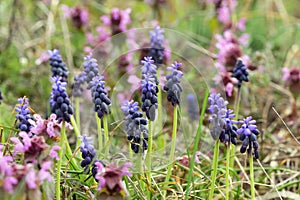 Blue Grape Hyacinth, Muscari armeniacum flowers