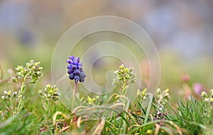 Blue Grape Hyacinth, Muscari armeniacum flowers