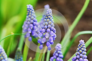 Blue grape hyacinth, Muscari Armeniacum flowers