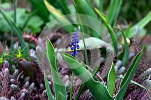 Blue Grape Hyacinth Muscari Armeniacum flowers blooming in the spring in the garden close up.