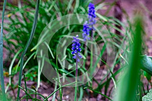 Blue Grape Hyacinth Muscari Armeniacum flowers blooming in the spring in the garden close up.