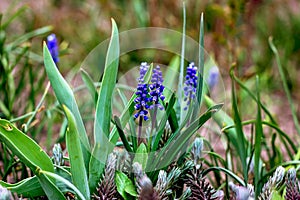 Blue Grape Hyacinth Muscari Armeniacum flowers blooming in the spring in the garden close up.