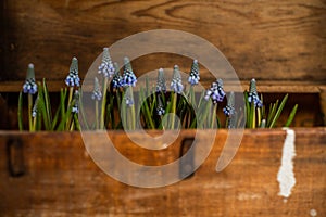 Blue Grape Hyacinth, Muscari armeniacum flowers in brown vintage box.