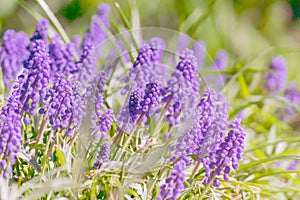 Blue grape hyacinth, Muscari Armeniacum flowers in flowerbed