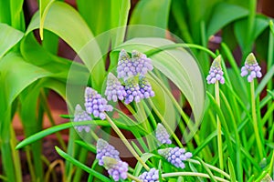 Blue grape hyacinth, Muscari Armeniacum flowers in flowerbed, soft focus