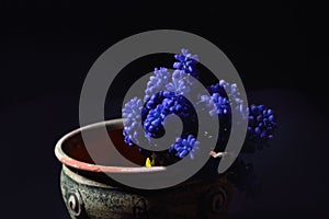 Blue Grape Hyacinth, Muscari armeniacum flowers in a green clay