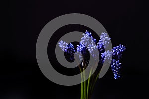 Blue Grape Hyacinth, Muscari armeniacum flowers with strong cont