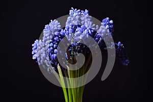 Blue Grape Hyacinth, Muscari armeniacum flowers with strong cont