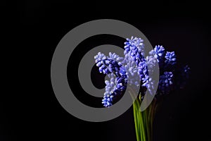 Blue Grape Hyacinth, Muscari armeniacum flowers with strong cont