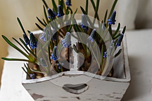 Blue Grape Hyacinth, Muscari armeniacum flowers in white vintage box.