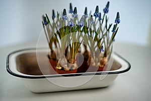 Blue Grape Hyacinth, Muscari armeniacum flowers in white vintage enamel bowl