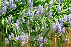 Blue grape hyacinth, Muscari Armeniacum flowers in wooden box