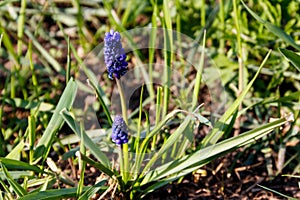 Blue grape hyacinth Muscari flower in garden