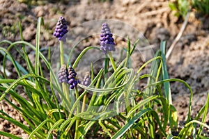 Blue grape hyacinth Muscari flower in garden