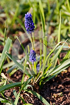 Blue grape hyacinth Muscari flower in garden