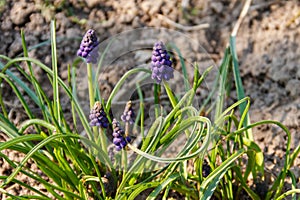 Blue grape hyacinth Muscari flower in garden