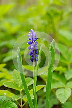 Blue grape hyacinth Muscari flower with green background