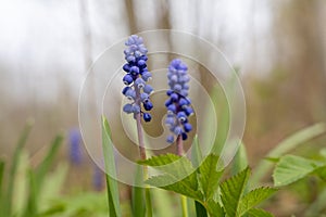 Blue grape hyacinth (Muscari) flower with green background