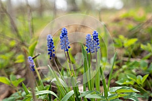 Blue grape hyacinth (Muscari) flower with green background