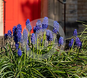 Blue grape hyacinth muscari flowers, photographed on a sunny day in spring time in Oxford UK with a red front door in the backgrou