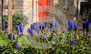 Blue grape hyacinth muscari flowers, photographed on a sunny day in spring time in Oxford UK with a red front door in the backgrou