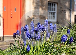 Blue grape hyacinth muscari flowers, photographed on a sunny day in spring time in Oxford UK with a red front door in the backgrou