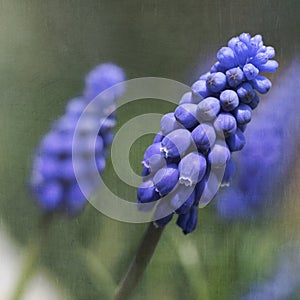 Blue Grape Hyacinth Muscari with texture overlay