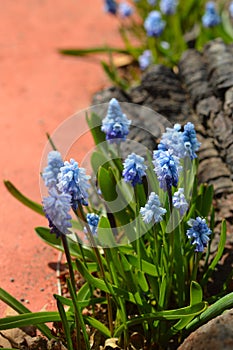 Blue Grape Hyacinth in Spring