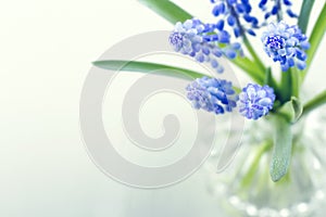 Blue grape hyacinth spring flowers